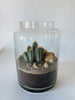 Terrarium cylindre grand - Cactus