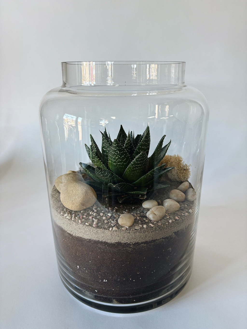 Terrarium cylindre grand - Gastéria