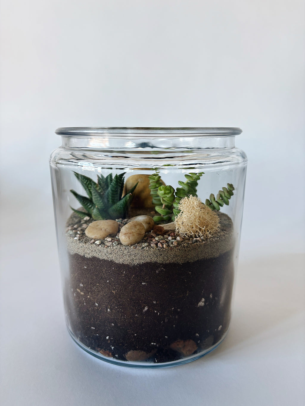 Terrarium jarre à biscuits - Cactus et succulentes