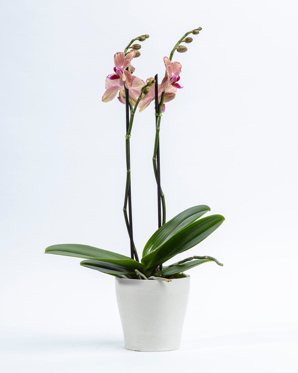 Orchidée Phalaenopsis rosée